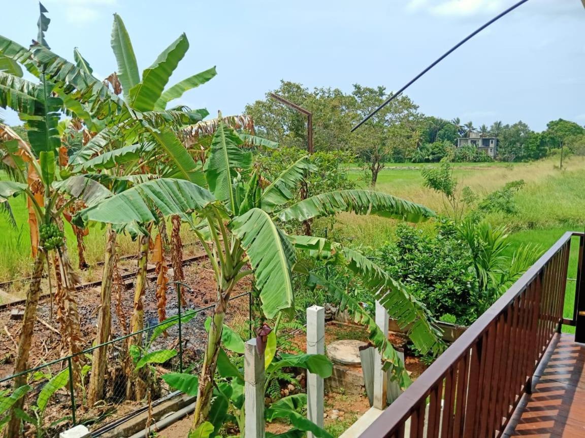 Freedom Of Green Rice View Anuradhapura Εξωτερικό φωτογραφία